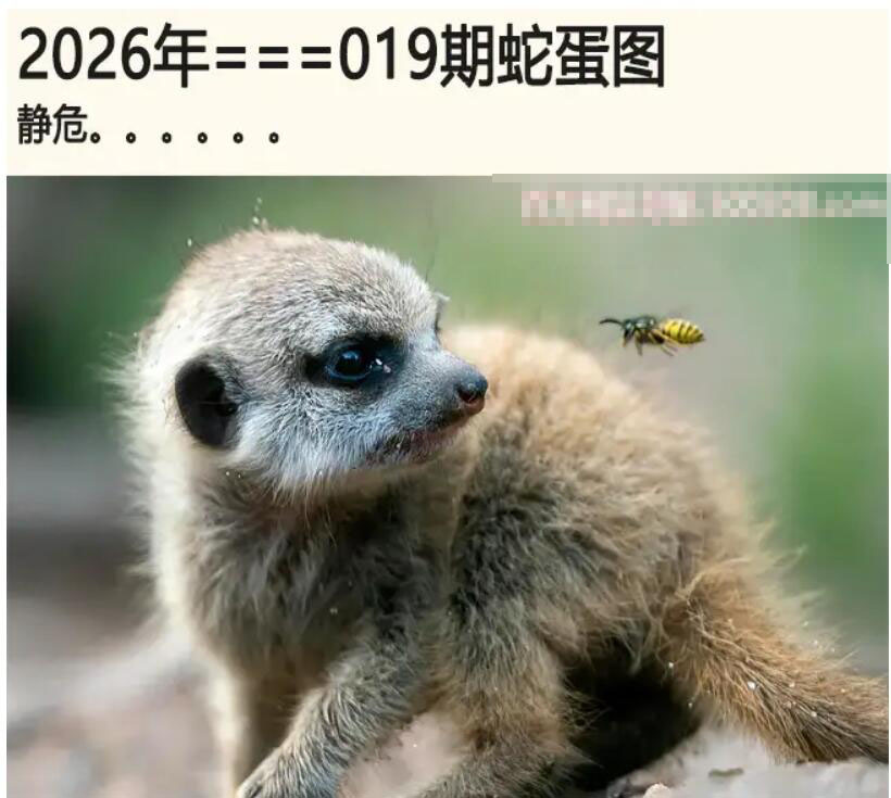 019期另版蛇蛋图[图]